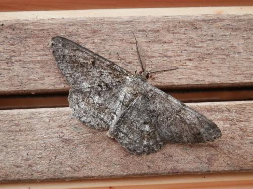 Réf. 296 674 : Hypomecis roboraria